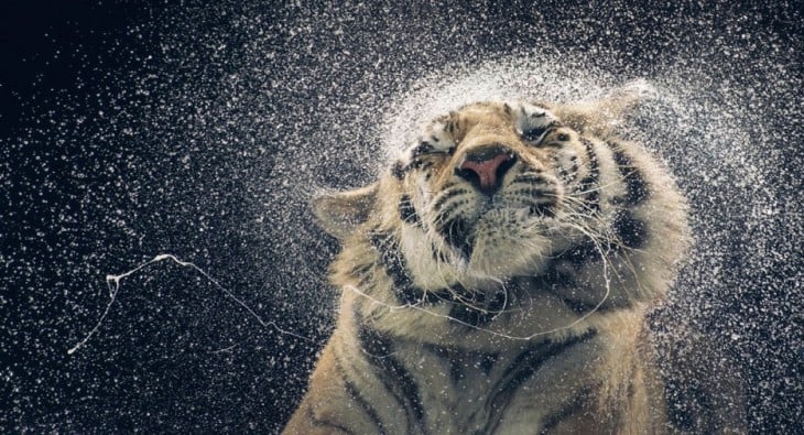 tigre bañandose en la lluvia