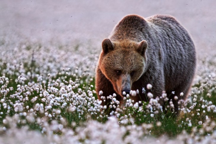 oso pardo en la pradera