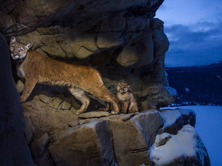 pumas entrando a su guaridad