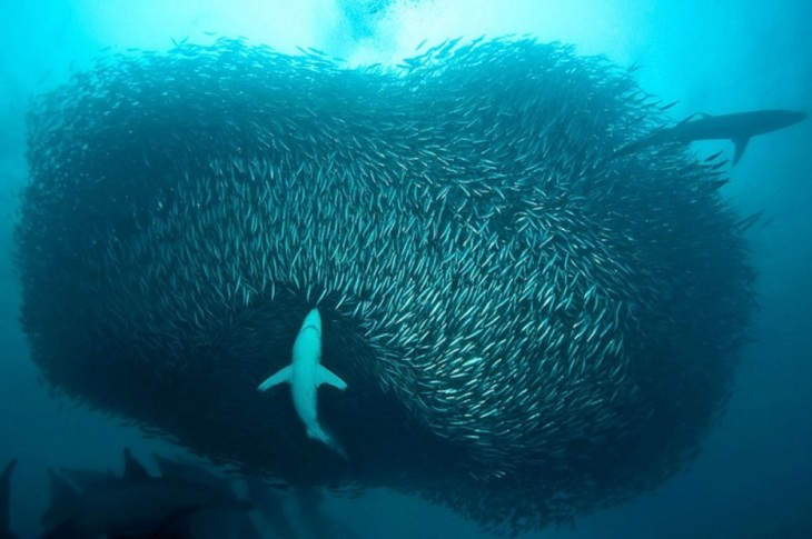 tiburón azul comiendo sardinas
