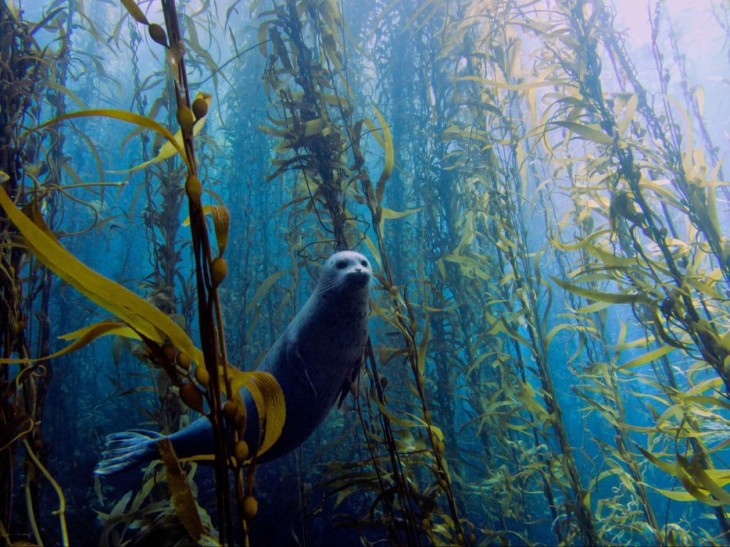 foca nadando en un bosque submarino