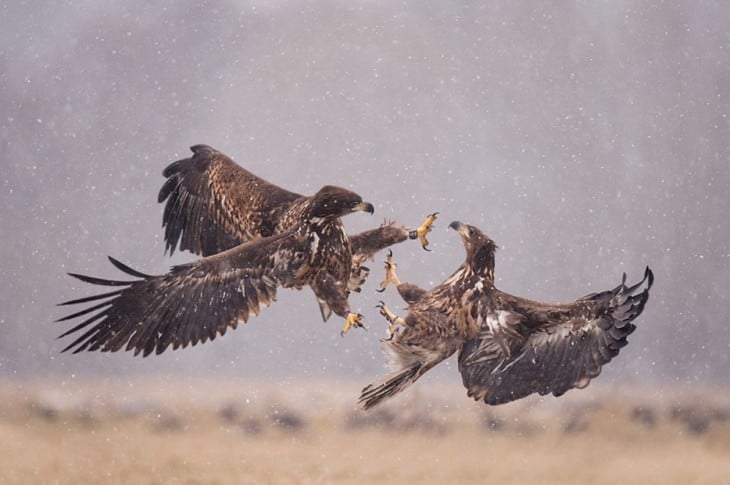 aguilas peleando