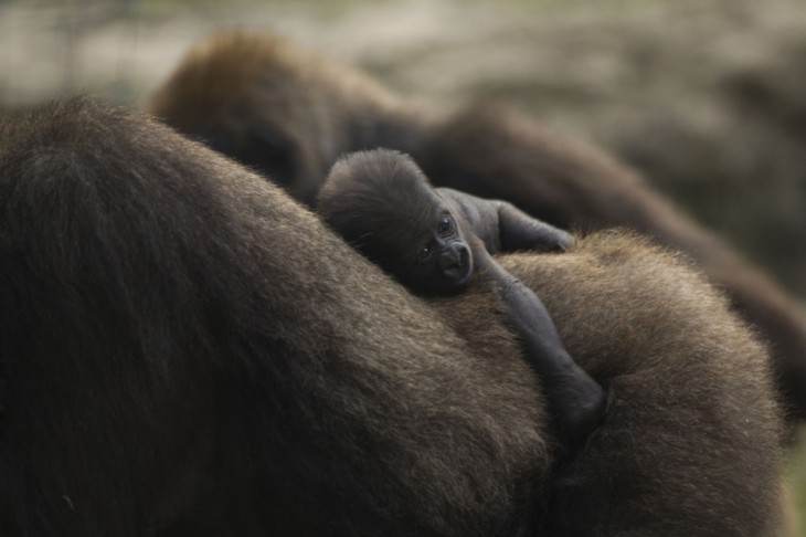 gorilas durmiendo con la cria
