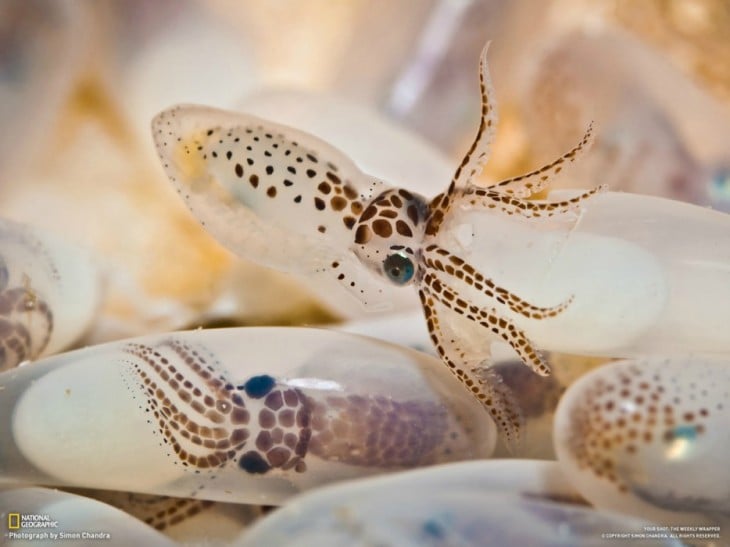 calamares nadando