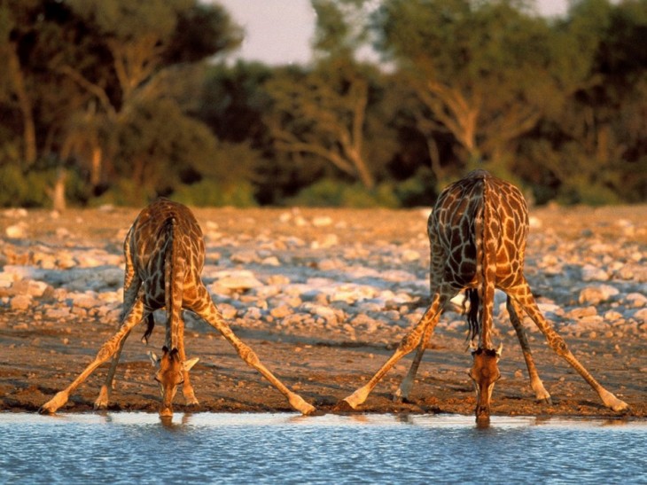 jirafas tomando agua