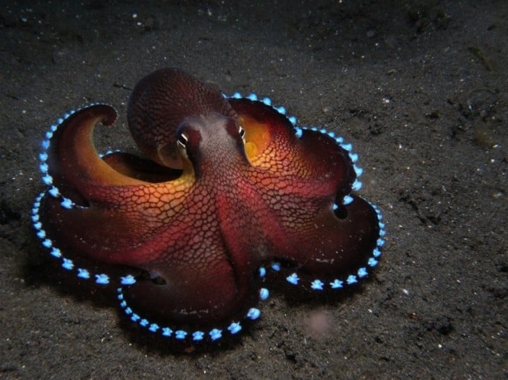 pulpo nadando