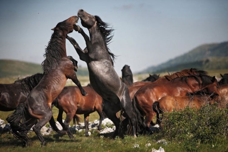caballo mustang peleando