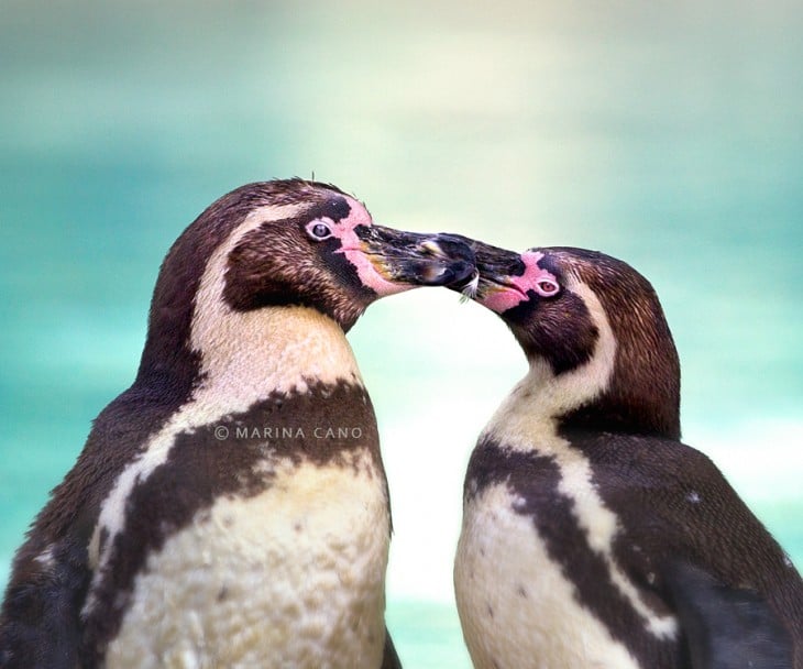 fotografía de dos aves juntando sus picos 