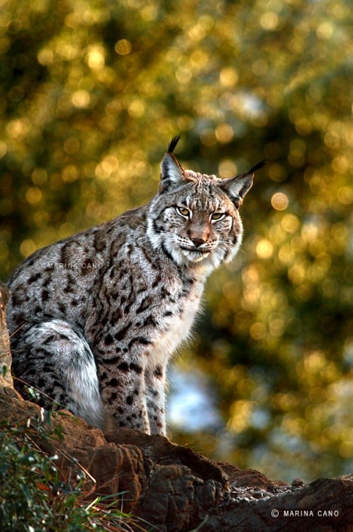 Leopardo parado sobre una roca 