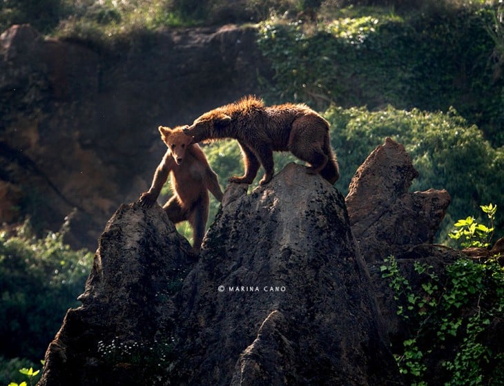 Fotografía de unos osos arriba de unas rocas 