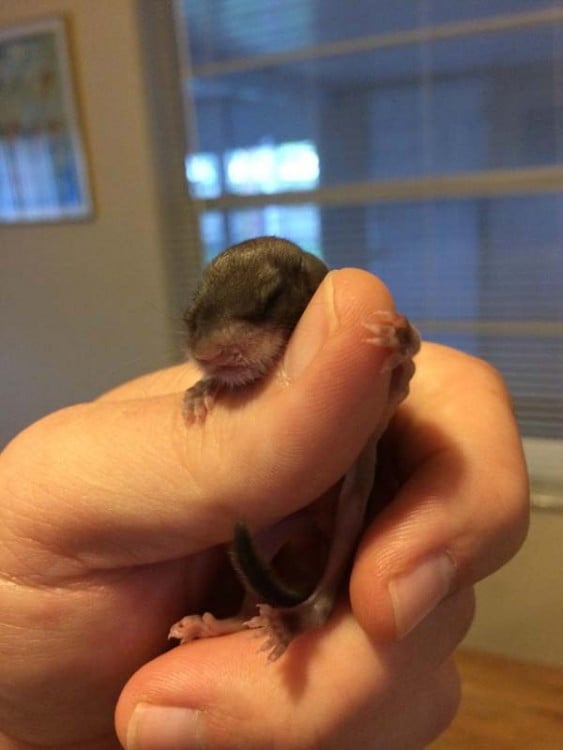 mano cargando a una pequeña ardilla voladora 