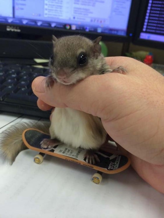 una pequeña ardilla sobre una patineta de juguete 