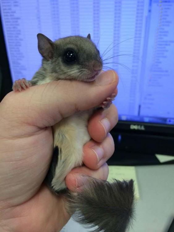 Ardilla en la mano de una persona frente a la pantalla de una computadora 