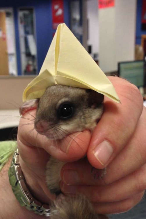 Una ardilla pequeña con un sombrero de papel en la cabeza 