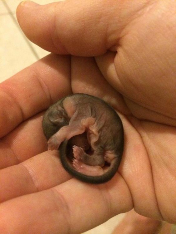 Pequeña ardilla enrollada sobre la mano de una persona 