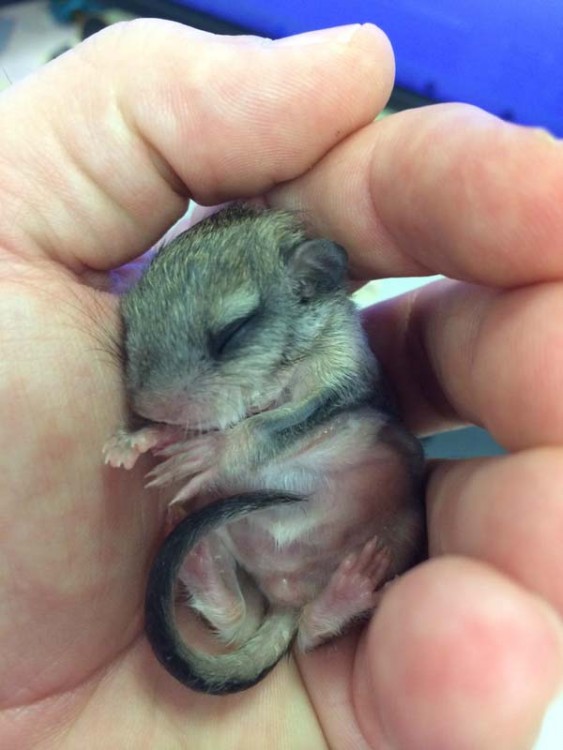 una ardilla bebé dormida en la mano de una persona 