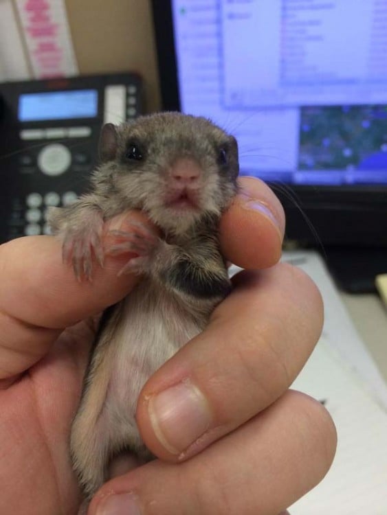 mano sosteniendo a una ardilla pequeña con los ojos abiertos 