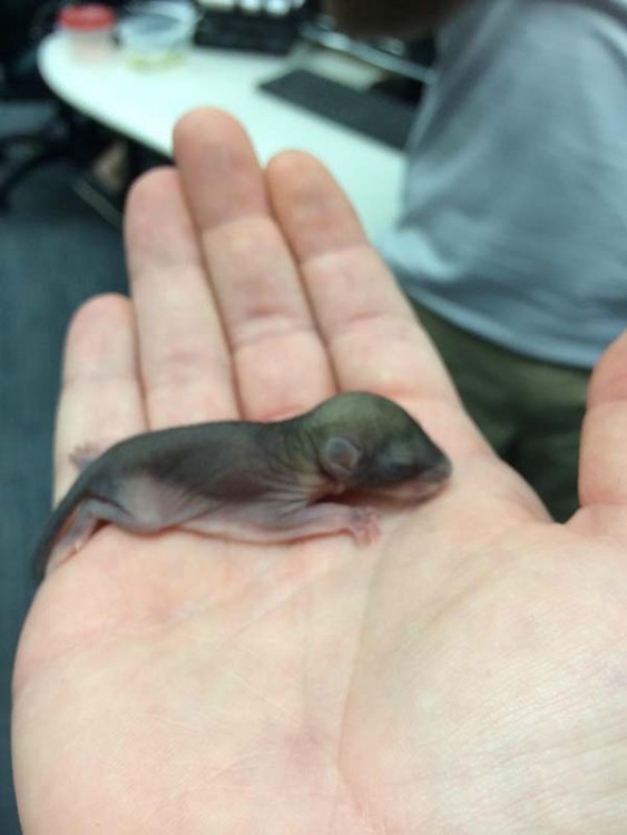 pequeña ardilla acostada sobre la mano de una persona 