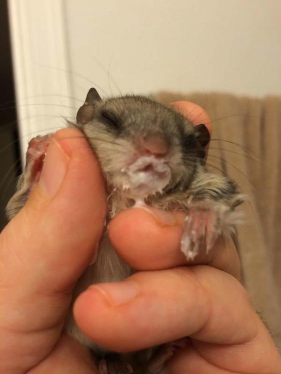 una pequeña ardilla con el hocico lleno de leche 