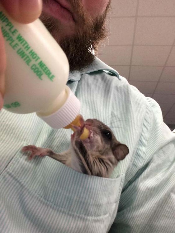 pequeña ardilla comiendo dentro de la bolsa de una camisa de un hombre 