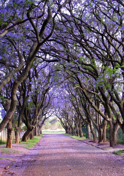 ARBOLES DE LAS JACARANDAS SUDAFRICA