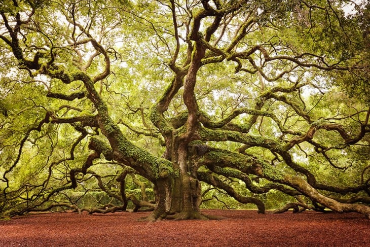 ARBOL DEL ROBLE BAÑADO EN MUSGO