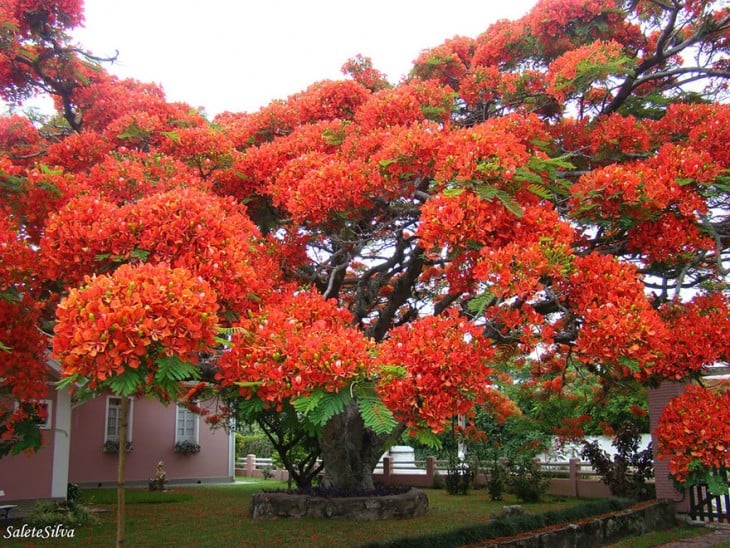 ARBOL LLAMATIVO EN BRASIL