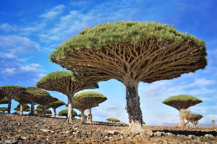 árbol sandre de dragones, Yemen