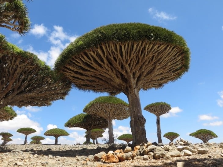 árbol sandre de dragones, Yemen