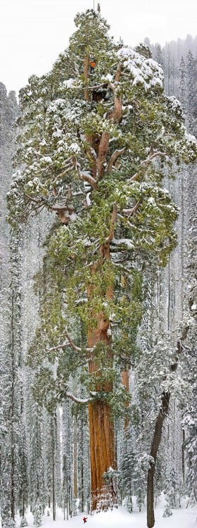 tercera secoya del mundo mas grande se encuentra en california