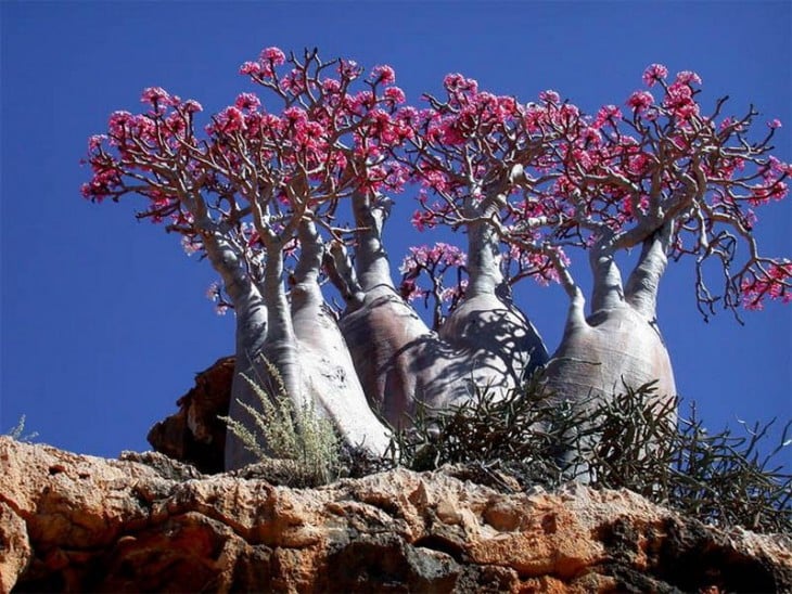 arboles en algún lugar del mundo