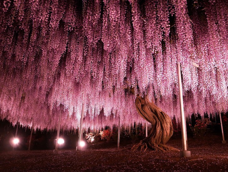 ARBOL CON 144 AÑOS DE ANTIGÜEDAD