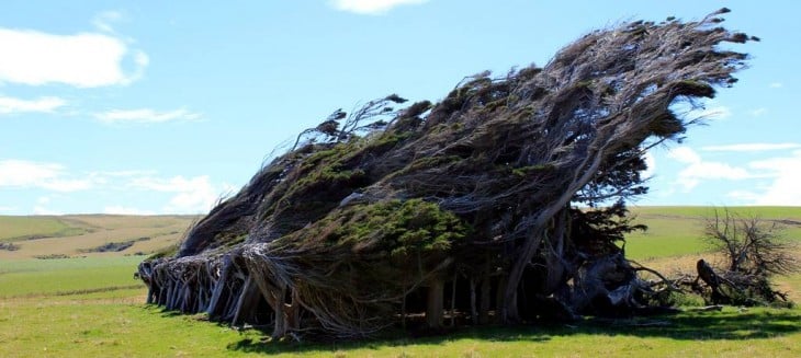 ARBOL DEVASTADO POR EL VIENTO