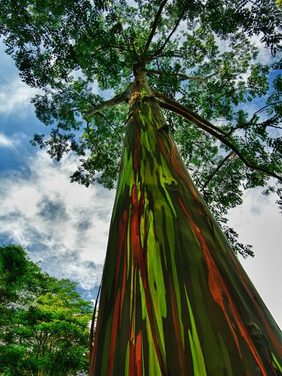 arboles de eucalipto con el tronco como arcoiris