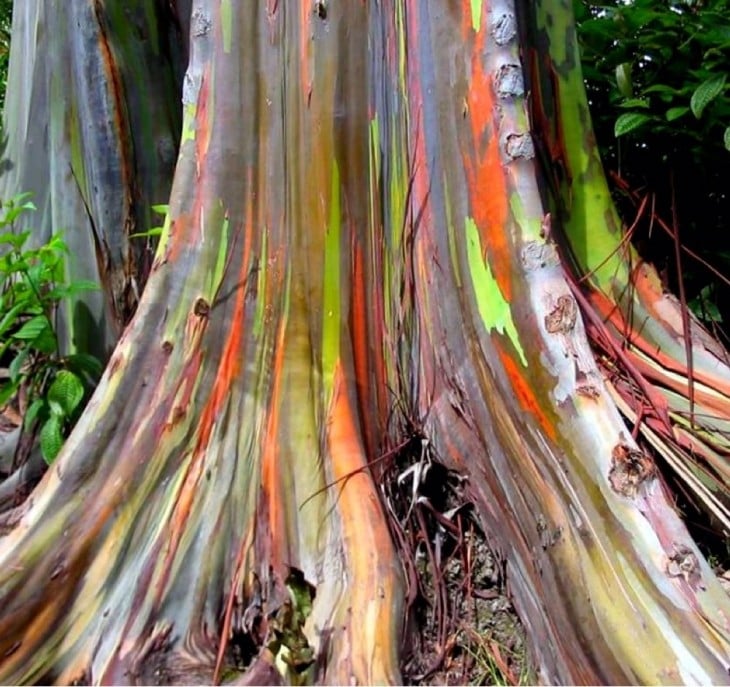 Arbolo de eucalipto que se da en Hawaii con un tronco de colores como el arcoiris