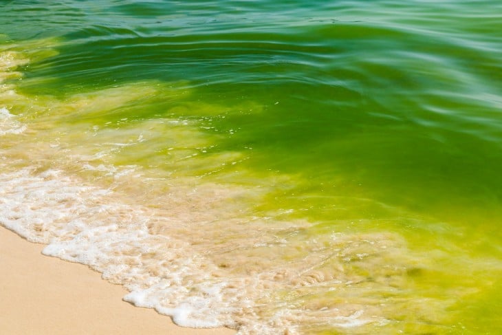 imagen que muestra la orilla de un mar lleno de lama 