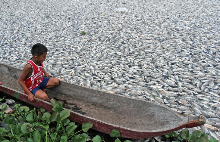 Fotografía de un niño sobre una lancha flotando entre peces muertos en Indonesia 
