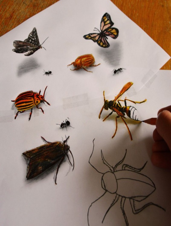 dibujos de insectos sobre una hoja de papel por Ramón Bruin 