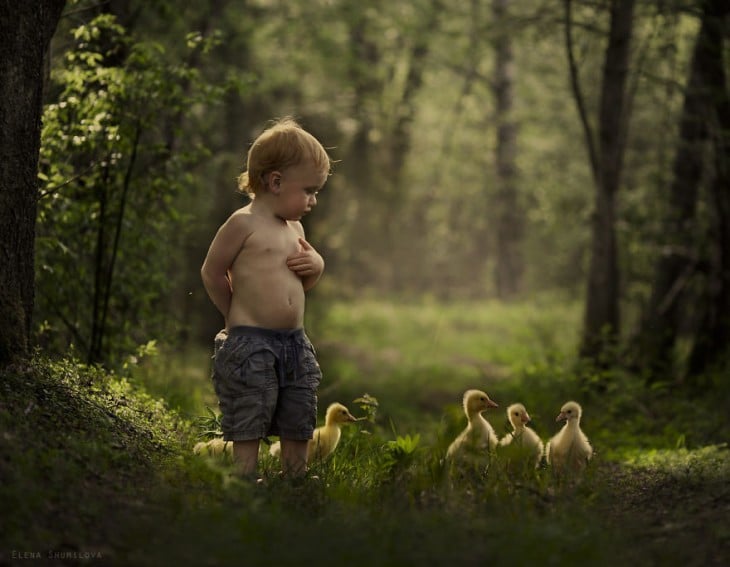 niño caminando con 5 patitos