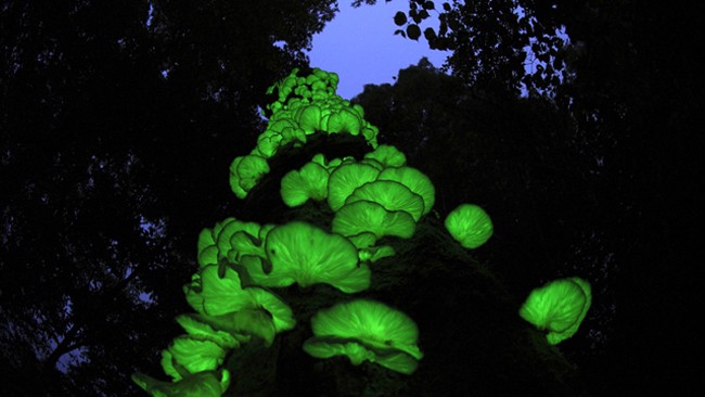 Mata Atlántica, Sao Paulo de noche