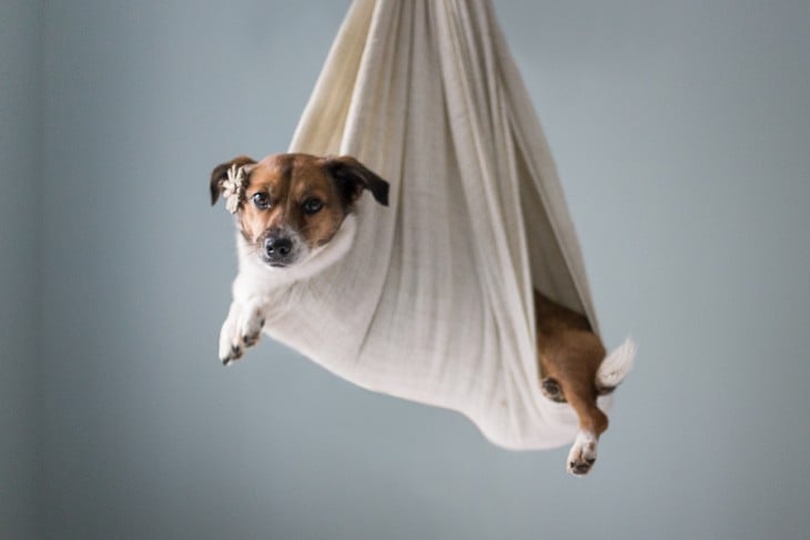 PERRO COLGANDO DE LA SABANA