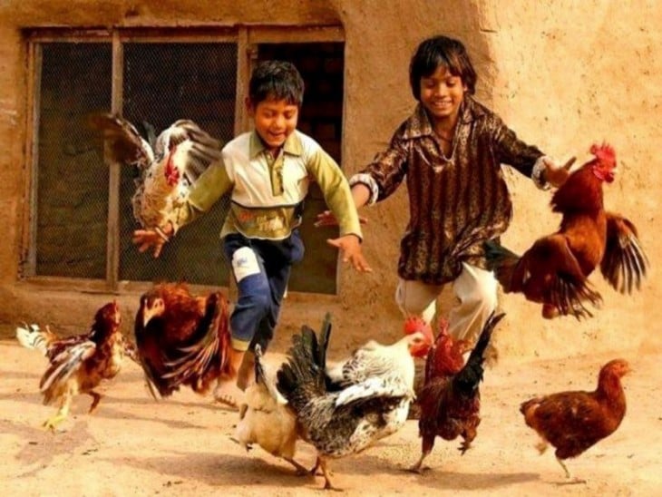 Casando gallinas en Pakistán