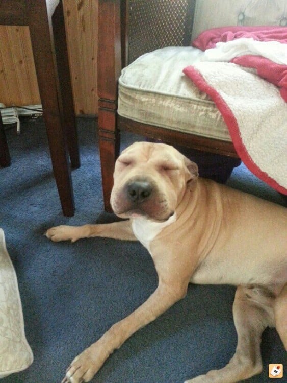 Perro con la cara hinchada acostado a un lado de una silla 