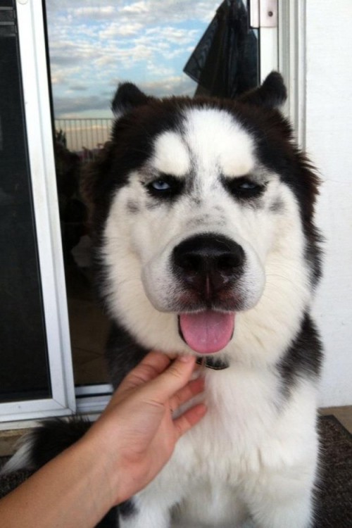 Cara de un perro Husky picado por una abeja 