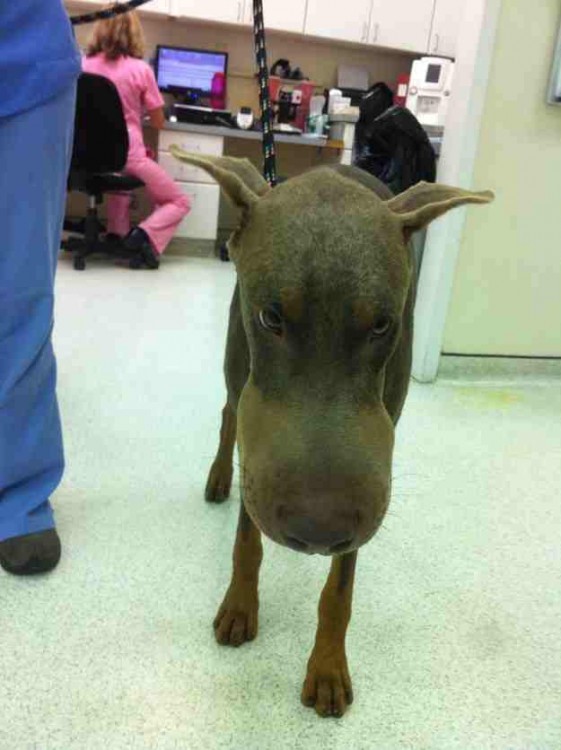 Perro doberman con la cara hinchada 