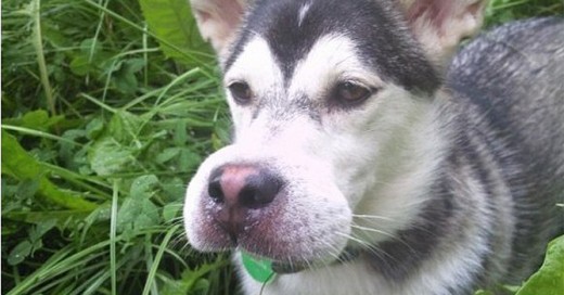 husky picado por una abeja