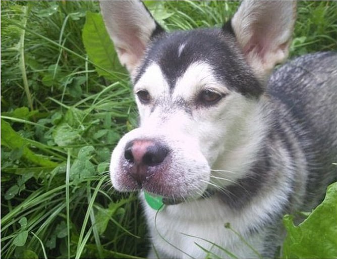 husky picado por una abeja