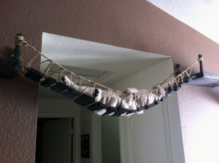 Puente colgante estilo Indiana Jones para gatos