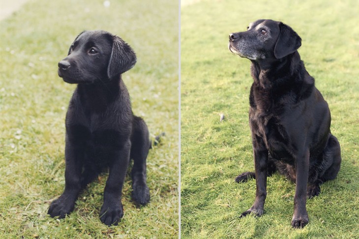 foto perro negro con varios años de diferencia 