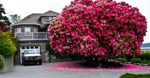 árbol de más de 125 años, Canadá